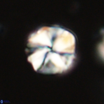 Heliolithus aktasii 69098