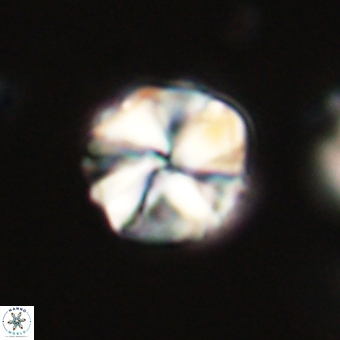Heliolithus aktasii 69098
