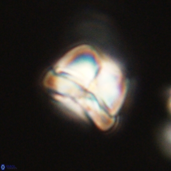 Heliolithus aktasii 69090