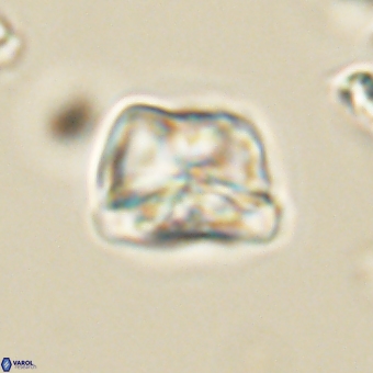 Heliolithus aktasii 69091