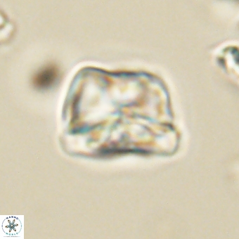 Heliolithus aktasii 69091