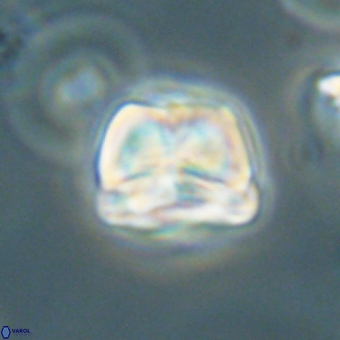 Heliolithus aktasii 69092