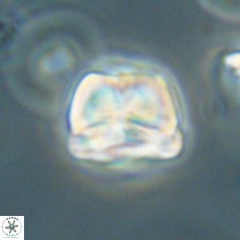 Heliolithus aktasii 69092