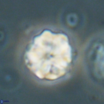 Heliolithus aktasii 69093