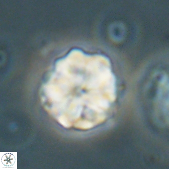 Heliolithus aktasii 69093