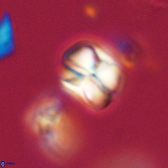 Heliolithus aktasii 69197