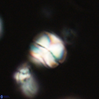 Heliolithus aktasii 69199