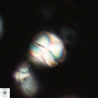 Heliolithus aktasii 69199