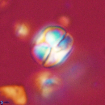 Heliolithus aktasii 69204