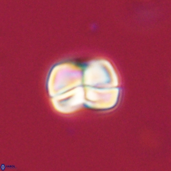 Heliolithus aktasii 69205