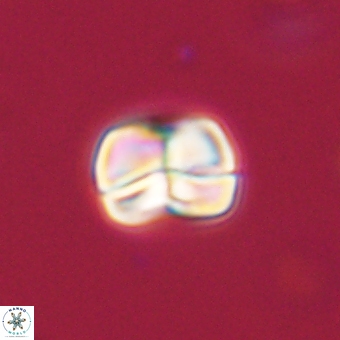 Heliolithus aktasii 69205