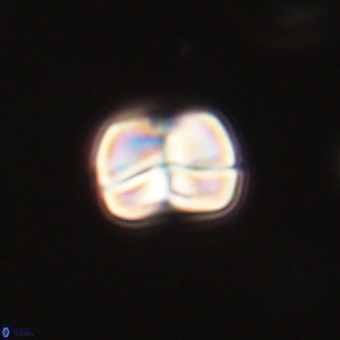 Heliolithus aktasii 69206