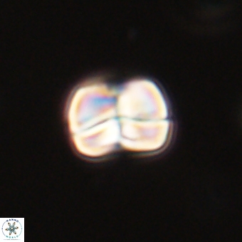 Heliolithus aktasii 69206