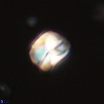 Heliolithus aktasii 69207