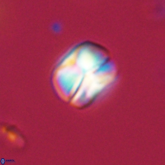 Heliolithus aktasii 69209