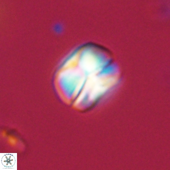 Heliolithus aktasii 69209