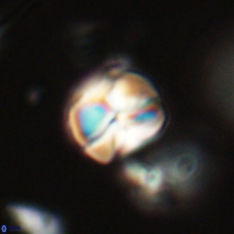 Heliolithus aktasii 69200