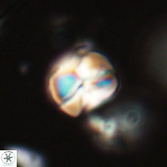 Heliolithus aktasii 69200