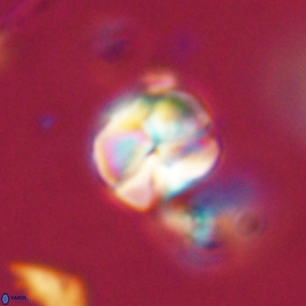 Heliolithus aktasii 69201