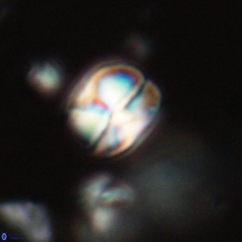 Heliolithus aktasii 69203