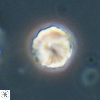 Heliolithus aktasii 69214