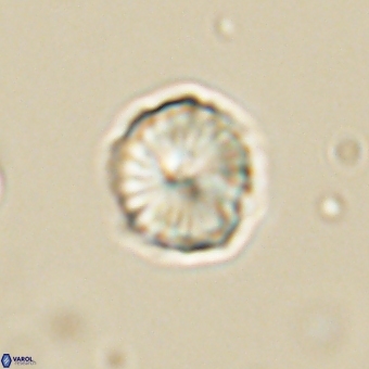 Heliolithus aktasii 69216