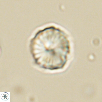 Heliolithus aktasii 69216