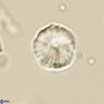 Heliolithus aktasii 69217