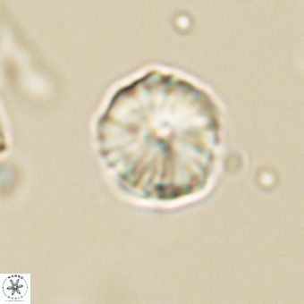 Heliolithus aktasii 69217
