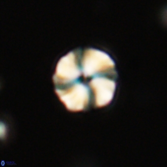 Heliolithus aktasii 69218