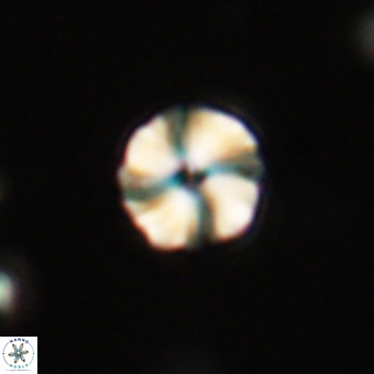 Heliolithus aktasii 69218