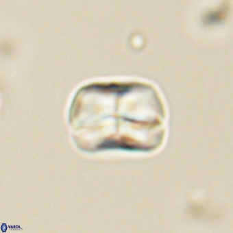 Heliolithus aktasii 69211