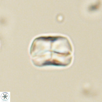 Heliolithus aktasii 69211
