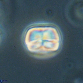 Heliolithus aktasii 69212