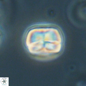 Heliolithus aktasii 69212