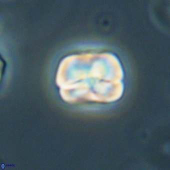 Heliolithus aktasii 69213