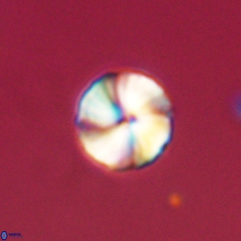 Heliolithus aktasii 69224