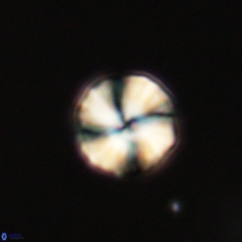 Heliolithus aktasii 69225