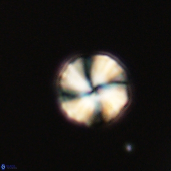 Heliolithus aktasii 69226