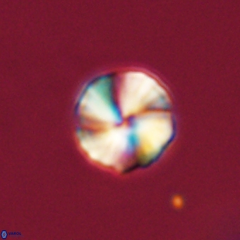 Heliolithus aktasii 69227