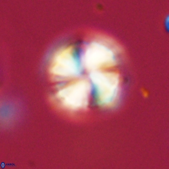 Heliolithus aktasii 69220