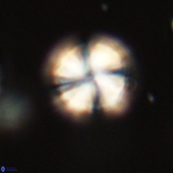 Heliolithus aktasii 69221