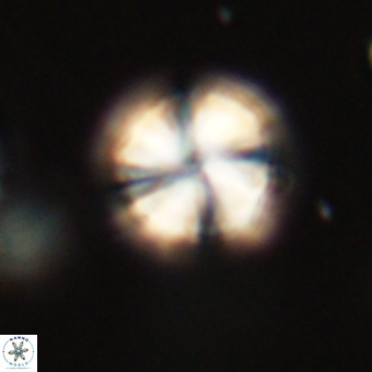 Heliolithus aktasii 69221