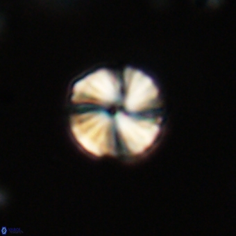 Heliolithus aktasii 69222