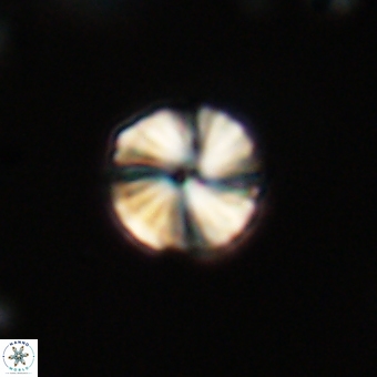 Heliolithus aktasii 69222