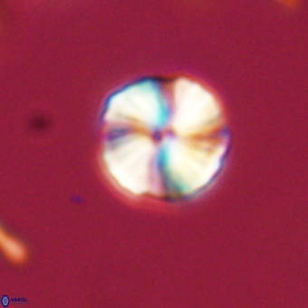 Heliolithus aktasii 69223