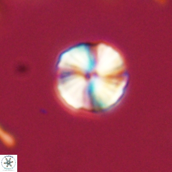 Heliolithus aktasii 69223