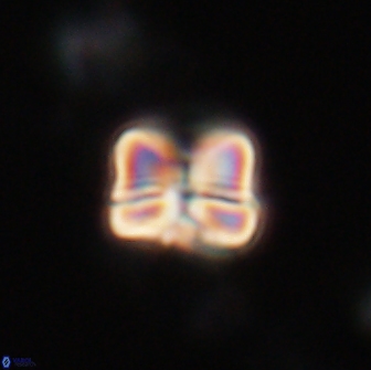 Heliolithus aktasiii 20858