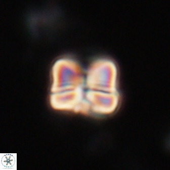 Heliolithus aktasiii 20858