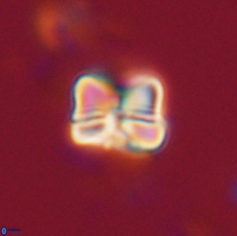 Heliolithus aktasiii 20859